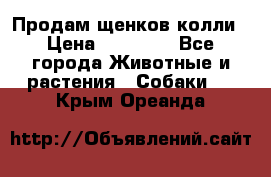 Продам щенков колли › Цена ­ 15 000 - Все города Животные и растения » Собаки   . Крым,Ореанда